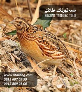 جوجه بلدرچین ژاپنی